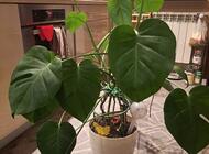 Grajewo ogłoszenia: Sprzedam kwiat monstera wysokość 110cm - zdjęcie